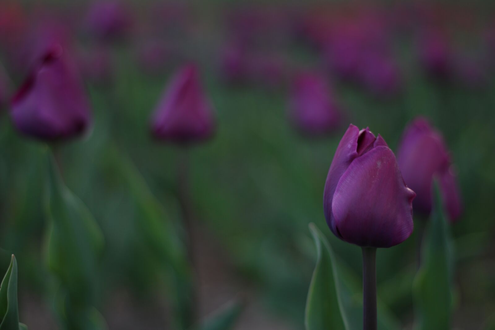 Canon EOS 700D (EOS Rebel T5i / EOS Kiss X7i) + Canon EF 50mm F1.8 STM sample photo. Flower, nature, iran photography