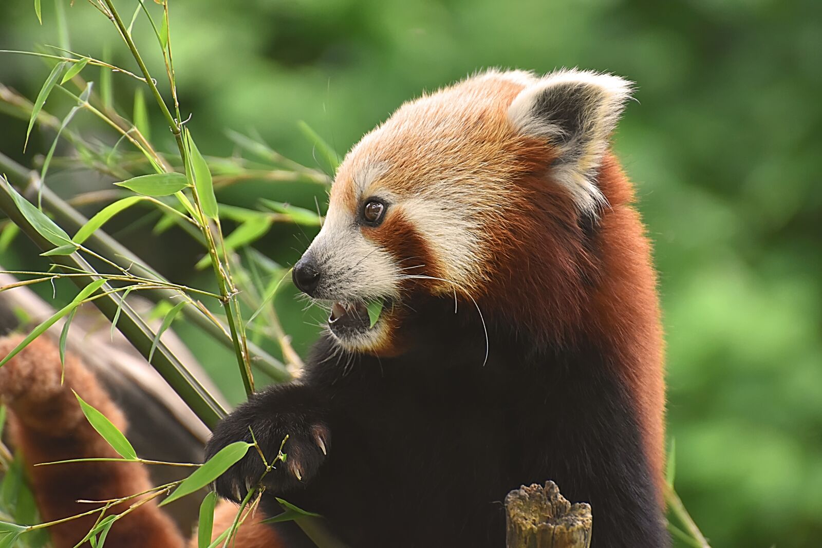 Nikon D7200 sample photo. Panda, red panda, bear photography