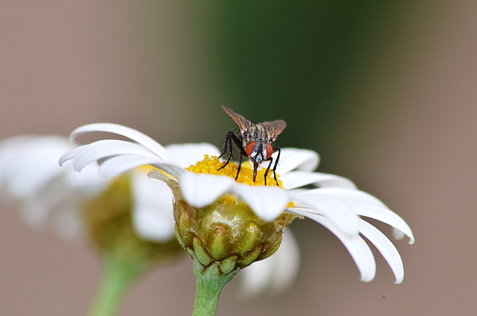 Nikon D5100 sample photo. Fly, insect, nature photography