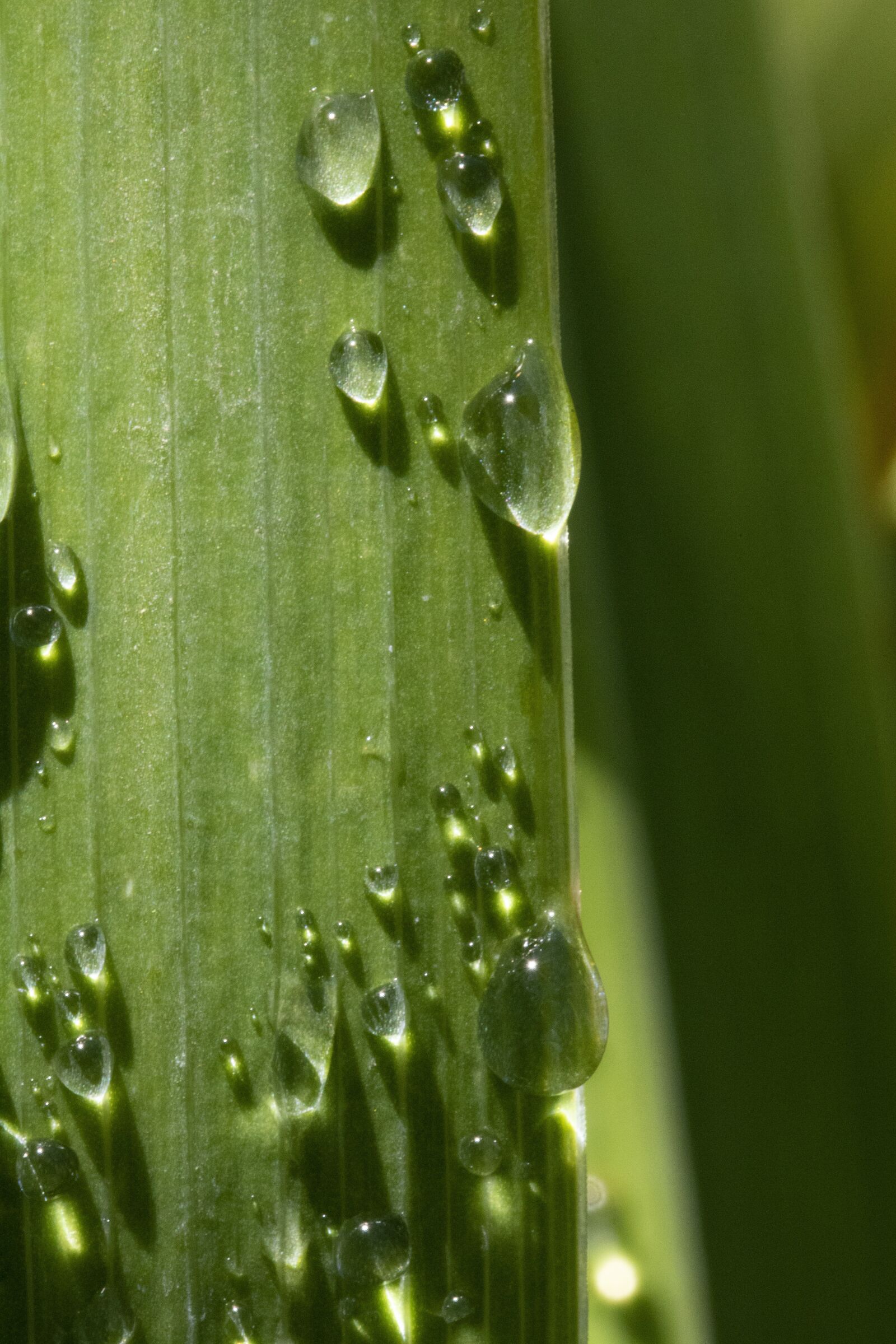 Canon EOS 750D (EOS Rebel T6i / EOS Kiss X8i) sample photo. Trickle, dew, nature photography