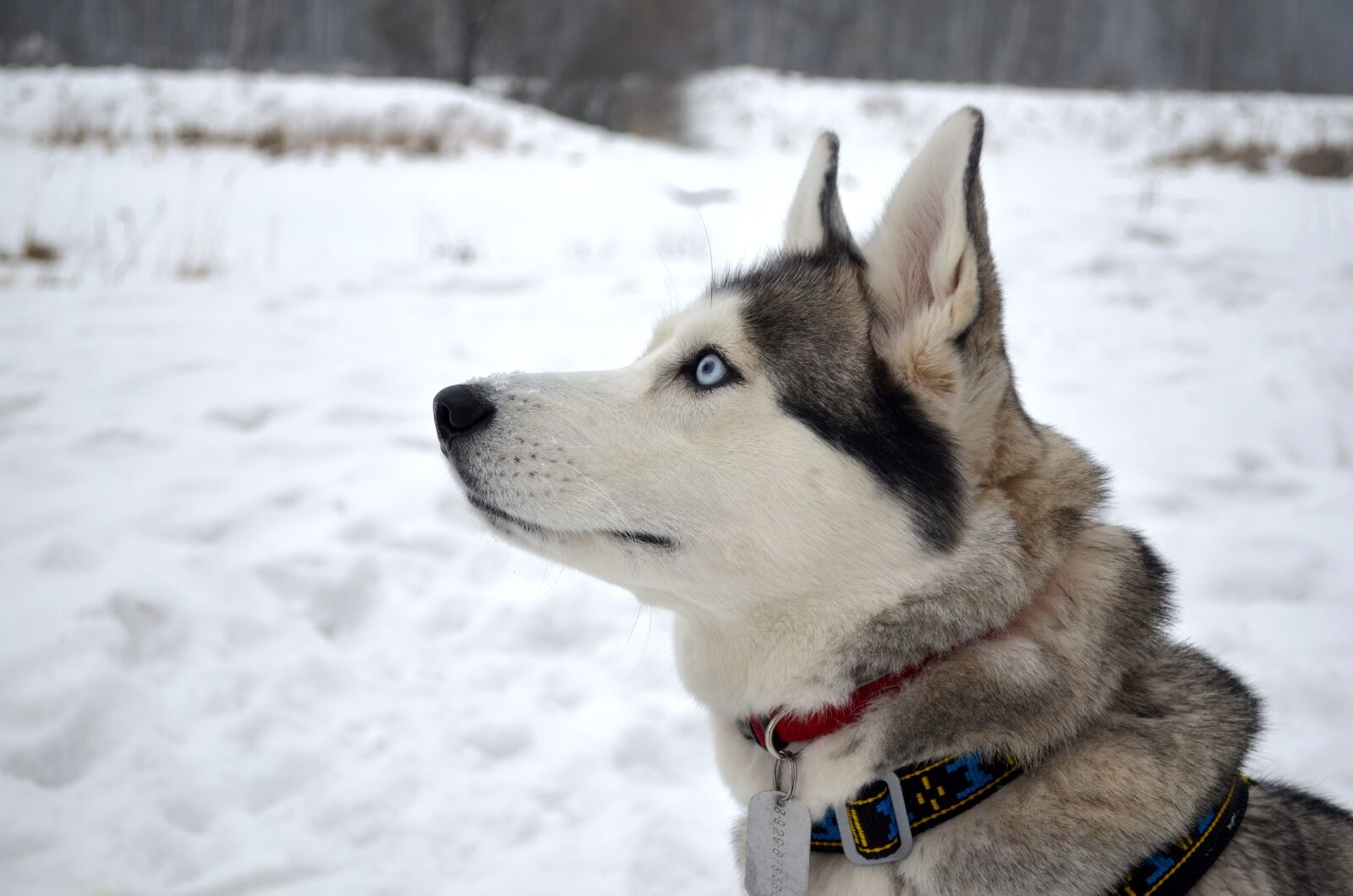 Nikon D5100 sample photo. Husky, dog, winter photography