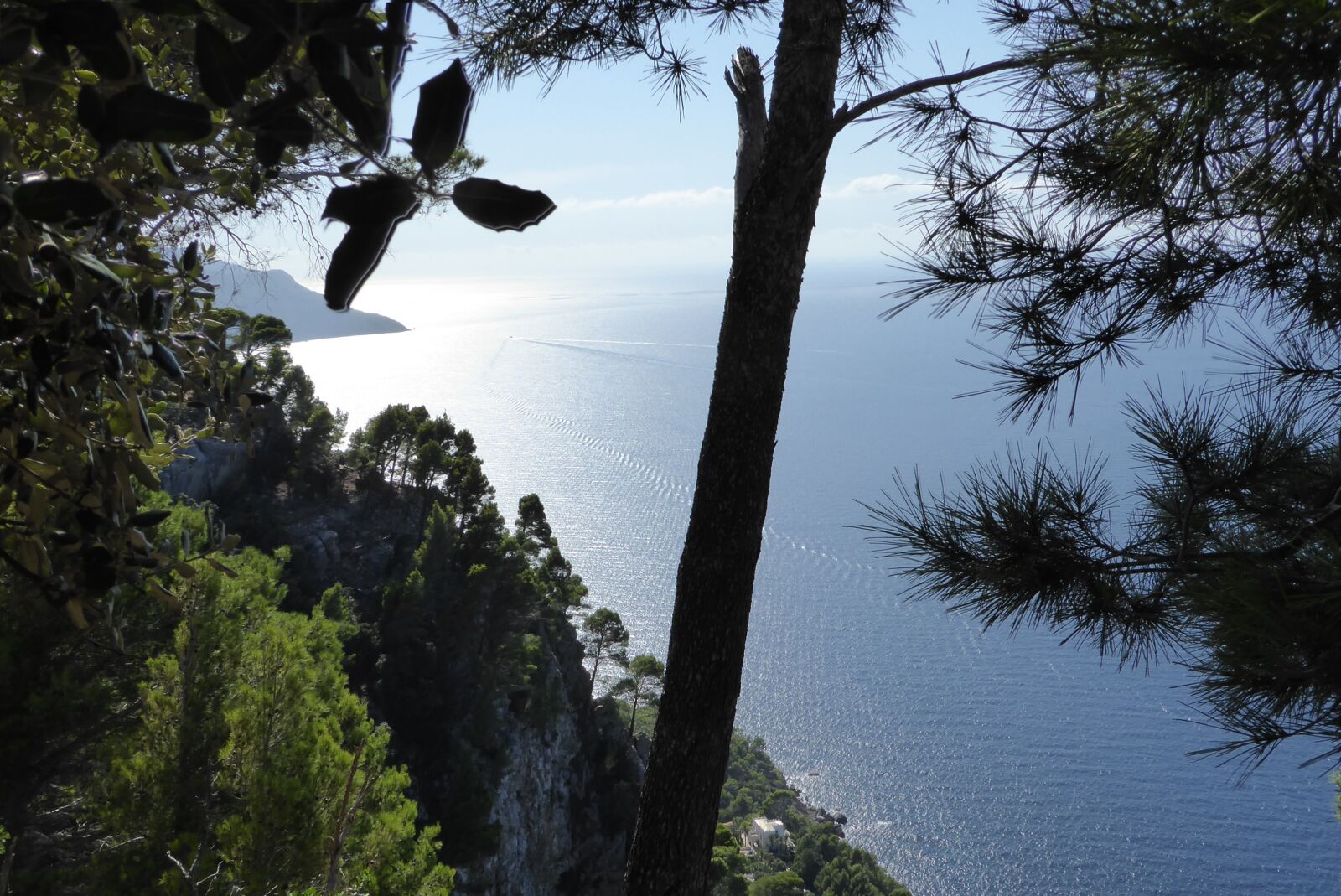 Panasonic DMC-TZ71 sample photo. Mallorca, tree, nature photography