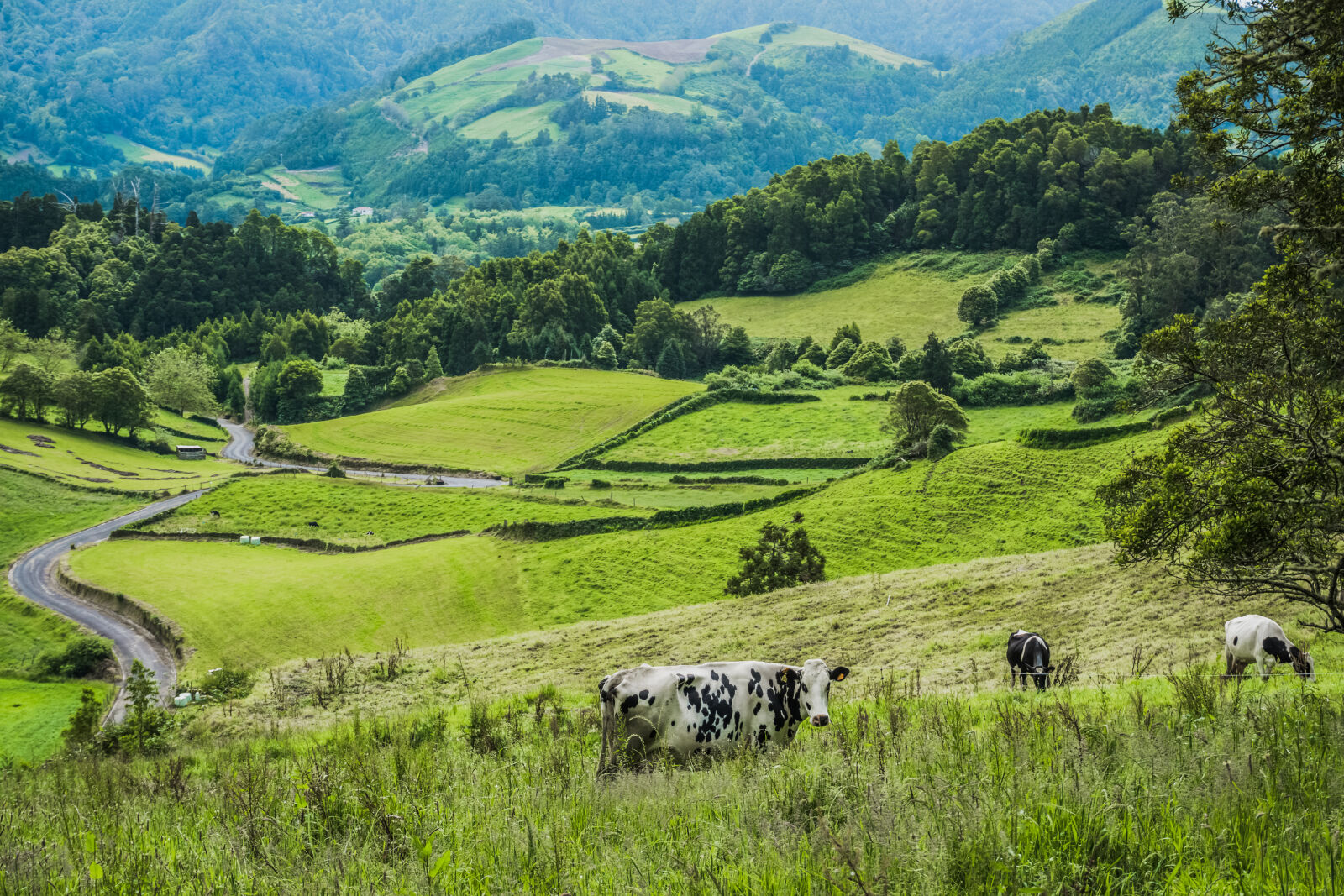 Sony E 16-50mm F3.5-5.6 PZ OSS sample photo. Agriculture, animal, cattle, countryside photography