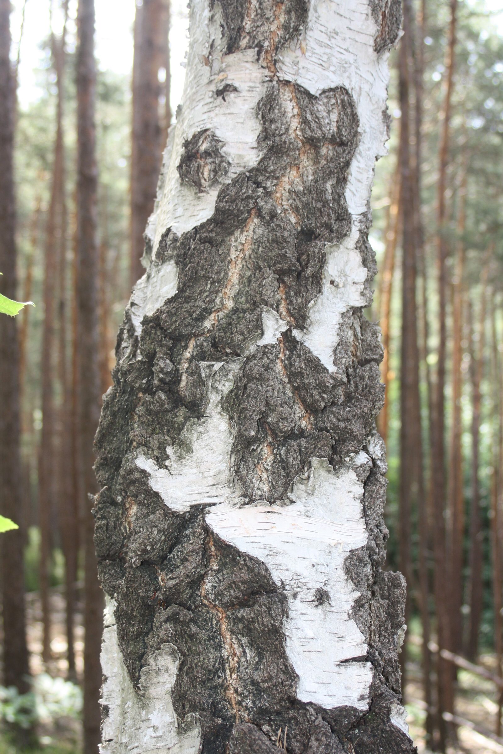 Canon EOS 1000D (EOS Digital Rebel XS / EOS Kiss F) sample photo. Birch, bark, log photography