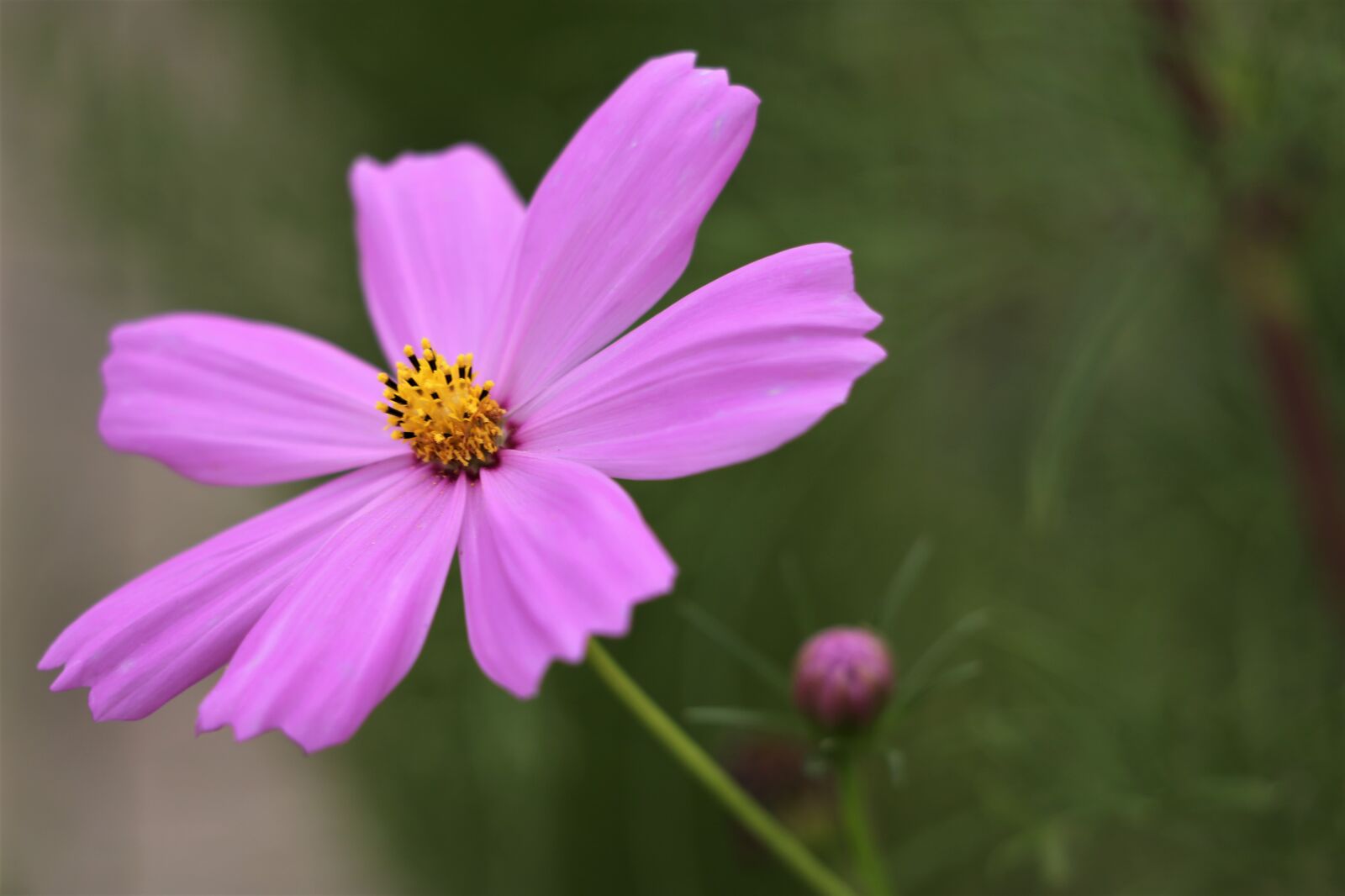 Canon EF 70-300 F4-5.6 IS II USM sample photo. Pink cosmos, blooming, flower photography