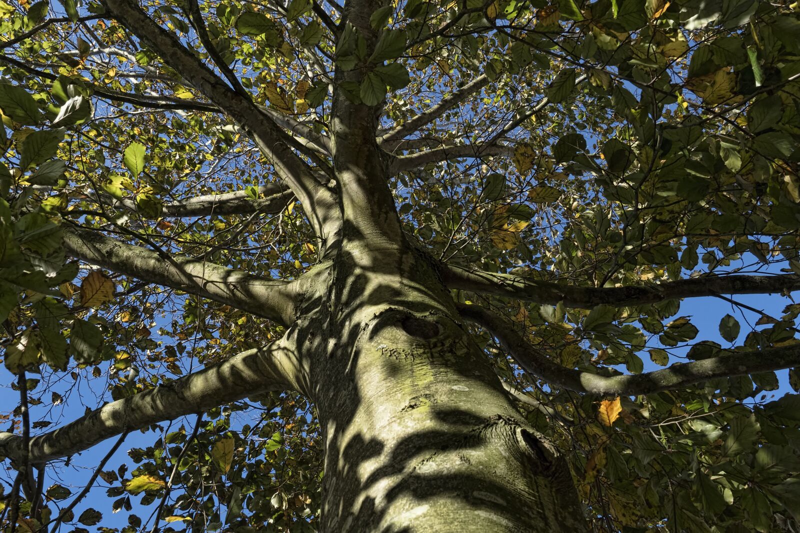 Olympus OM-D E-M5 II + Olympus M.Zuiko Digital ED 12-40mm F2.8 Pro sample photo. Beech, tree, autumn photography