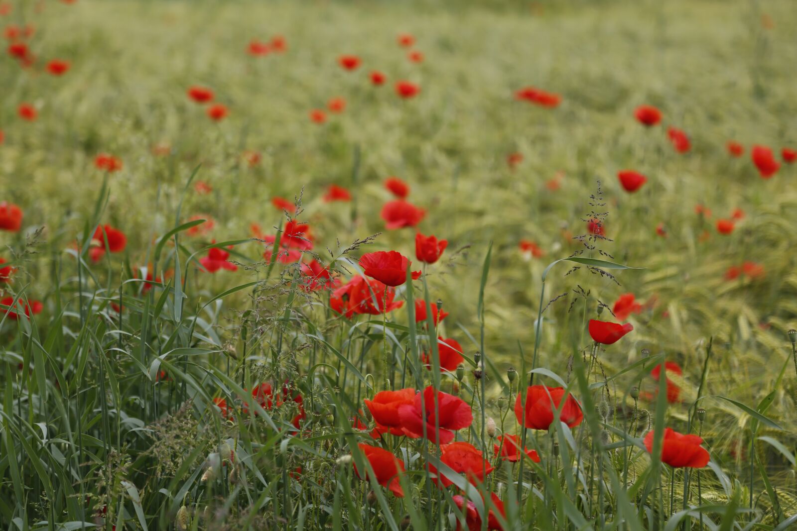 Canon EF 24-105mm F4L IS USM sample photo. Poppy, field of poppies photography