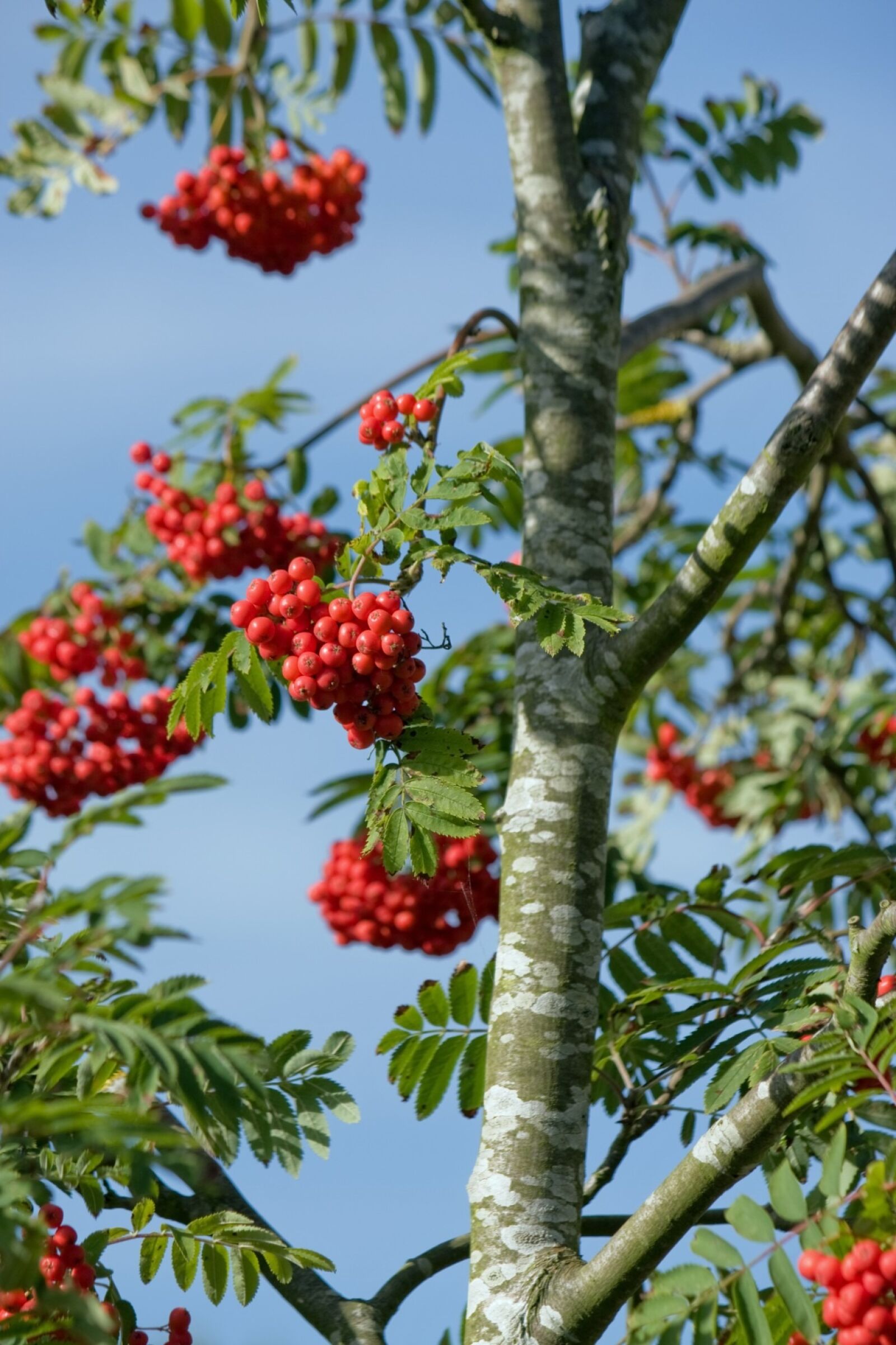Canon EOS 40D sample photo. Berry, berries, red photography