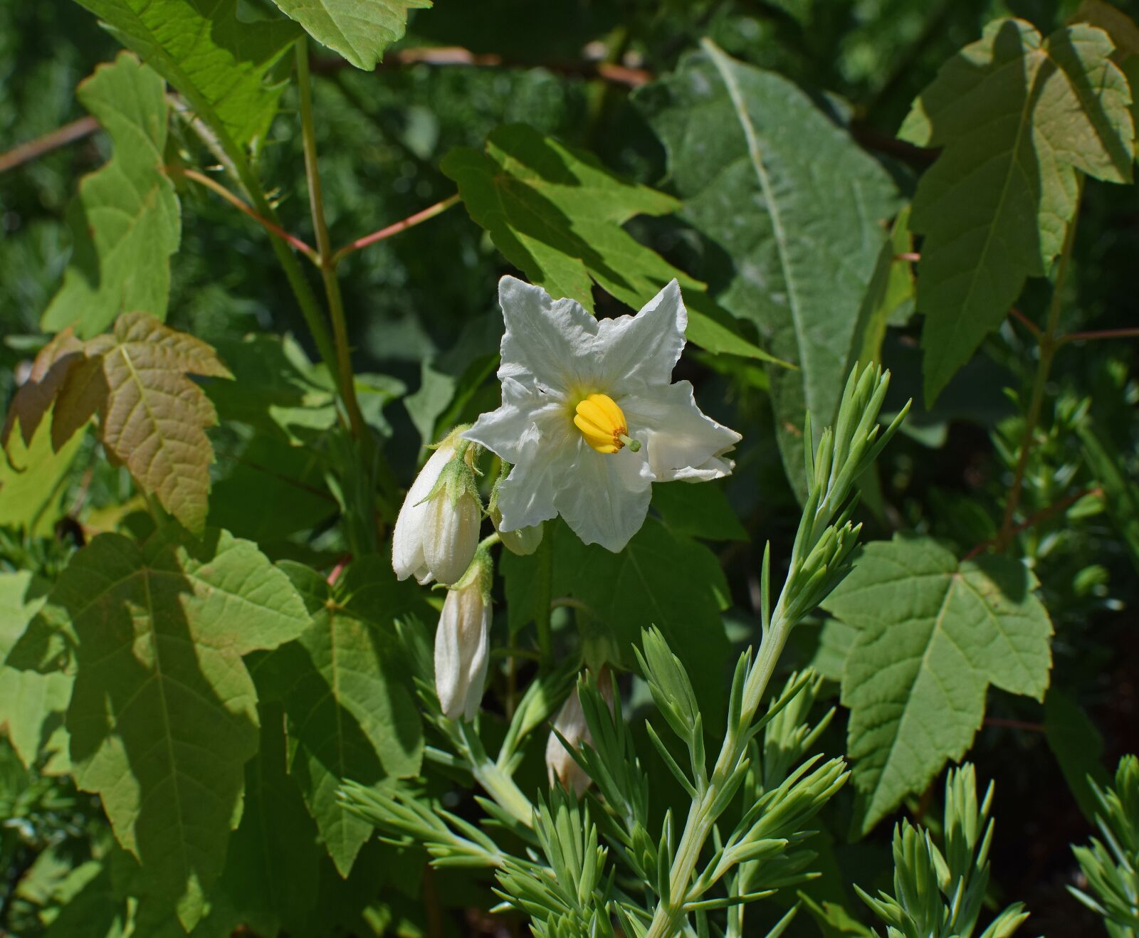 Nikon D3300 sample photo. Nightshade flowers with buds photography