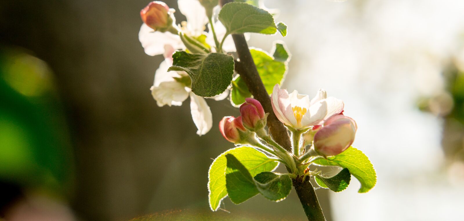 Sony a7 II sample photo. Apple tree, flowers, apple photography