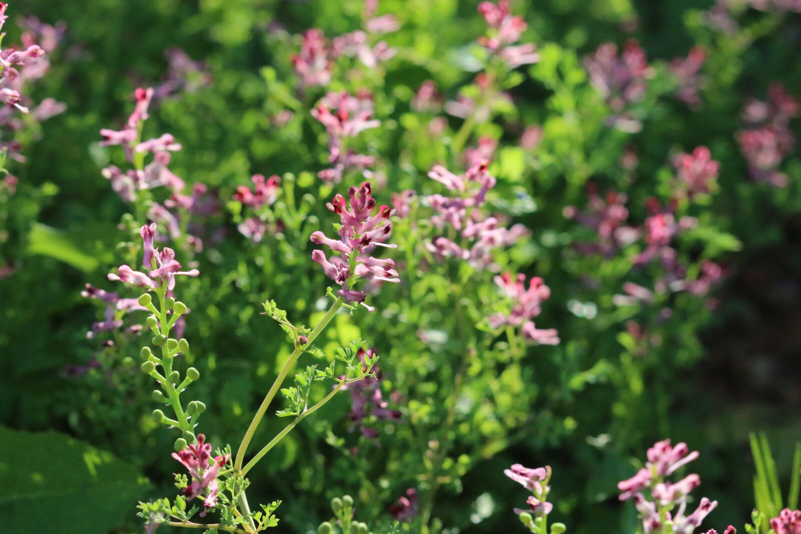 Canon EOS 70D + Canon EF 100mm F2.8 Macro USM sample photo. Pink, purple, flower photography