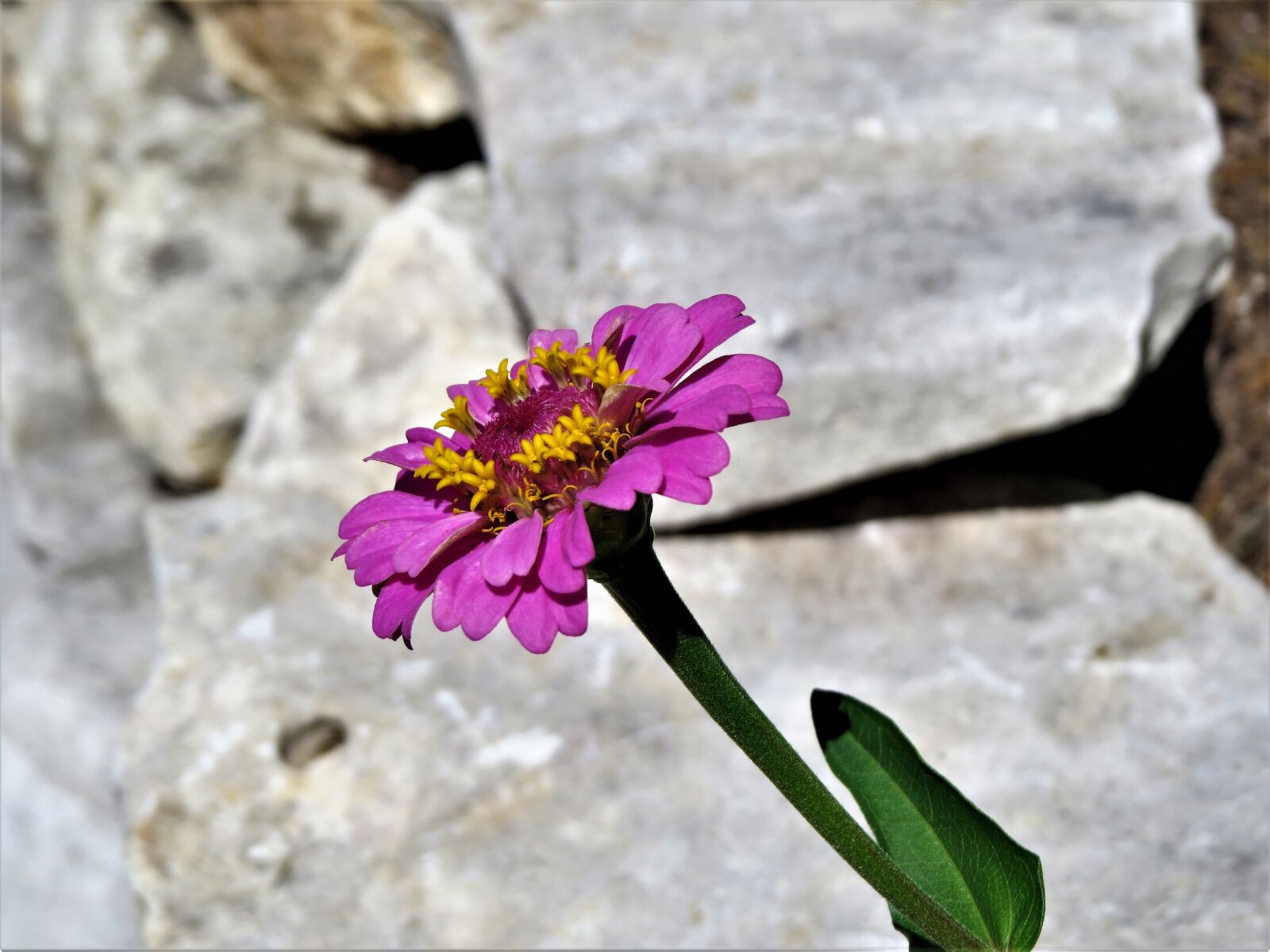 Canon PowerShot SX50 HS sample photo. Flower, pink, purple photography