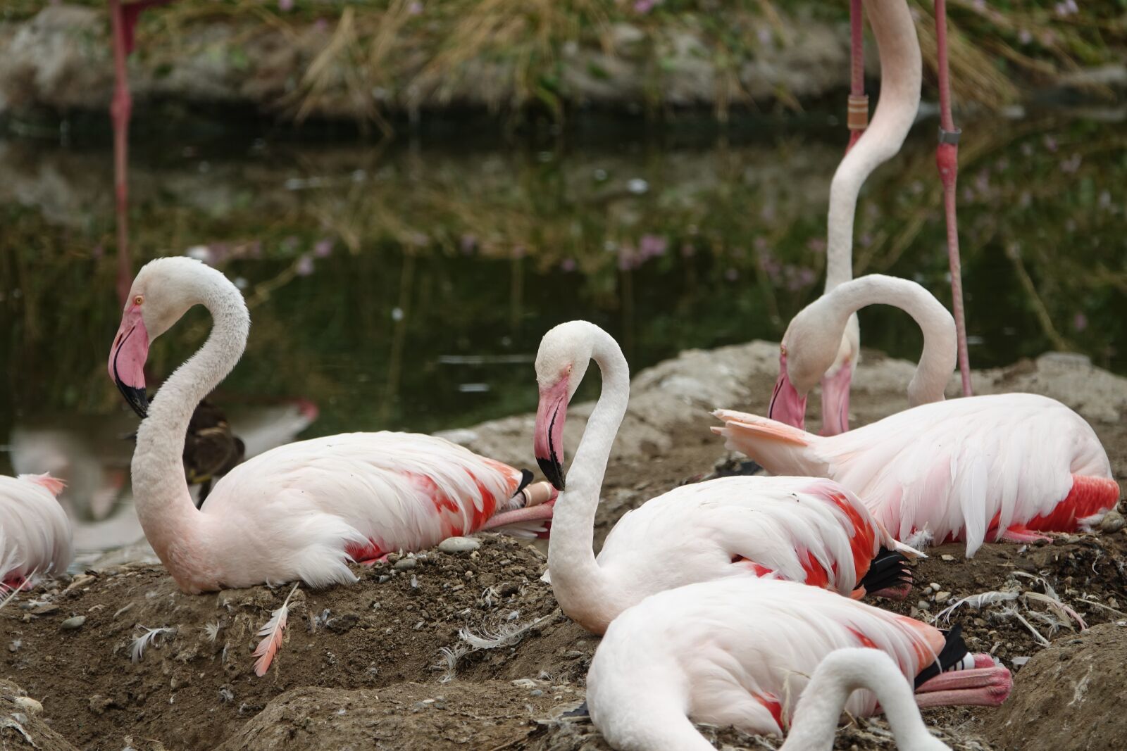 Sony Cyber-shot DSC-RX10 III sample photo. Flamingo, bird, africa photography