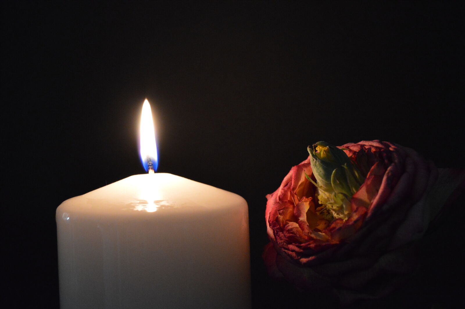 Nikon D3200 sample photo. Candle, and, flower photography