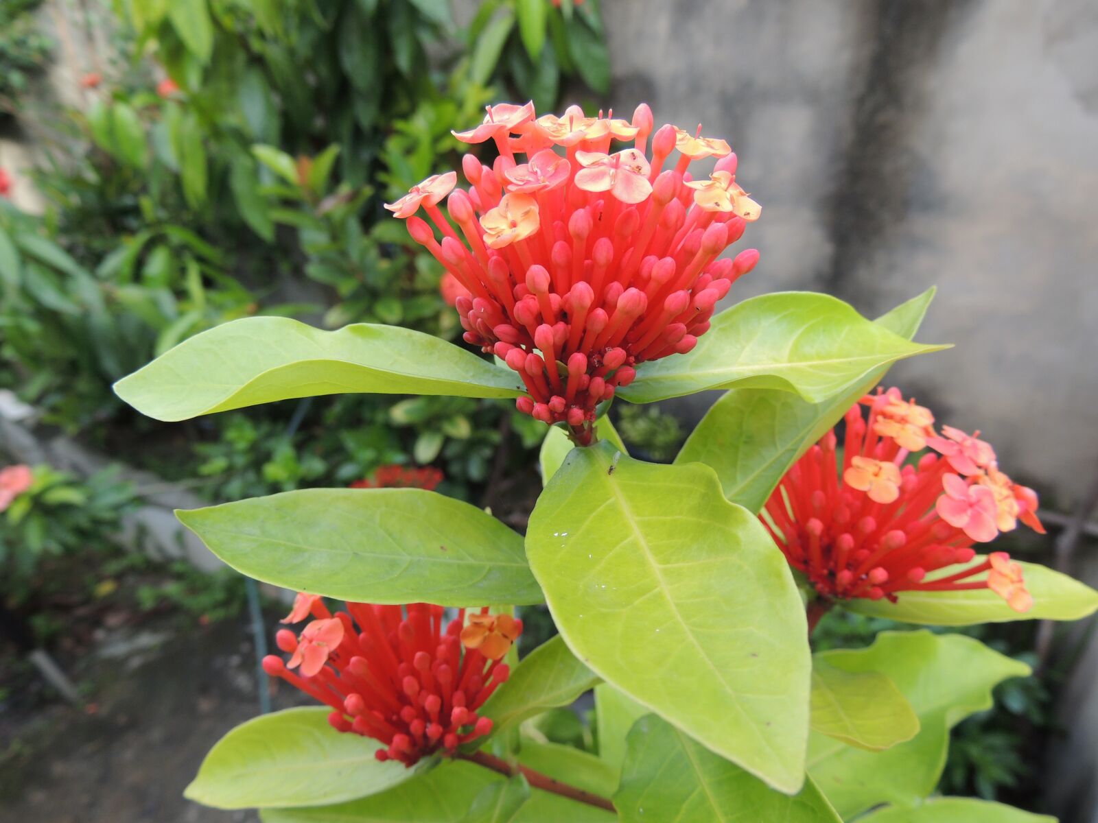 Nikon Coolpix P510 sample photo. Garden, flowers, green photography