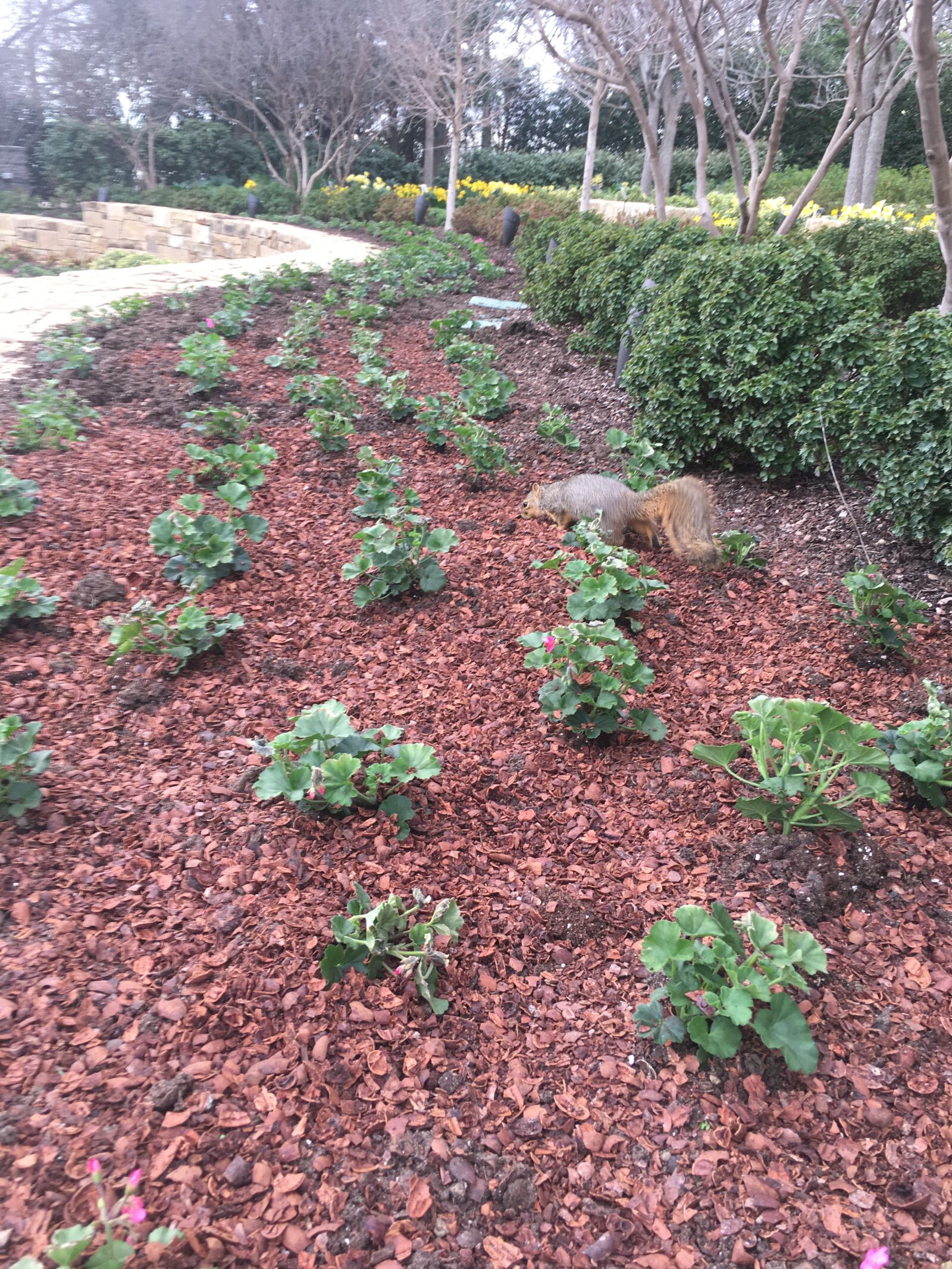 iPhone 6s Plus back camera 4.15mm f/2.2 sample photo. Arboretum, dallas, texas photography