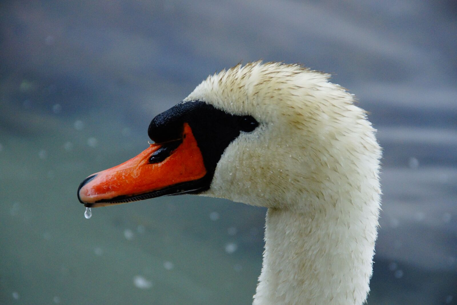 Sony SLT-A77 sample photo. Swan, head, black photography