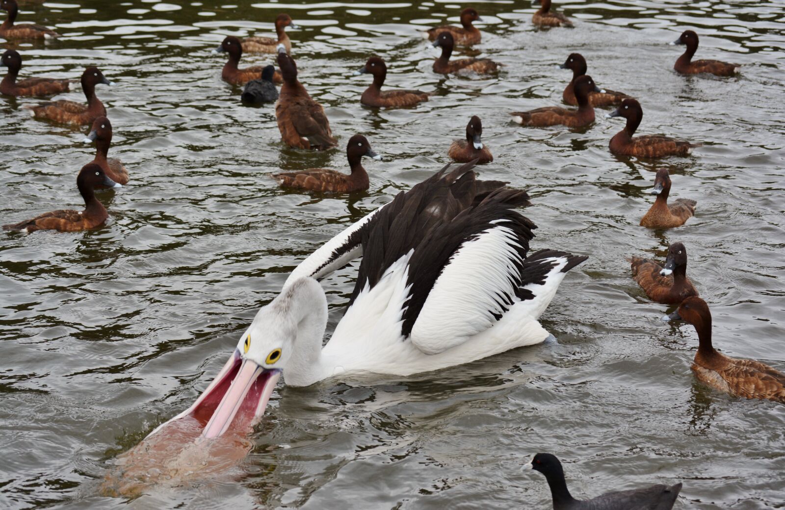 Nikon D7100 sample photo. Pelican australian, pelican, water photography