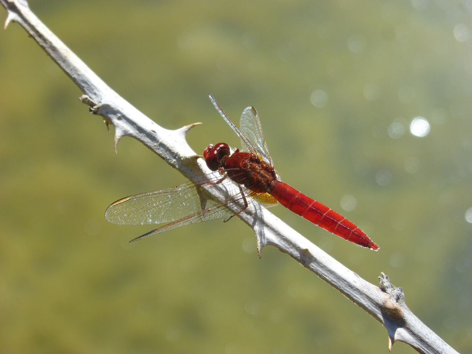 Panasonic DMC-FZ62 sample photo. Red dragonfly, branch, thorns photography