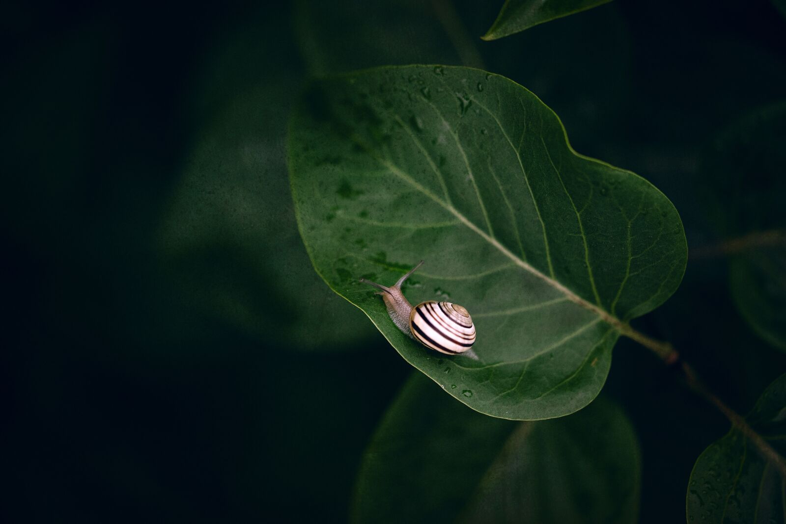Nikon D750 sample photo. Green leaf, little slug photography