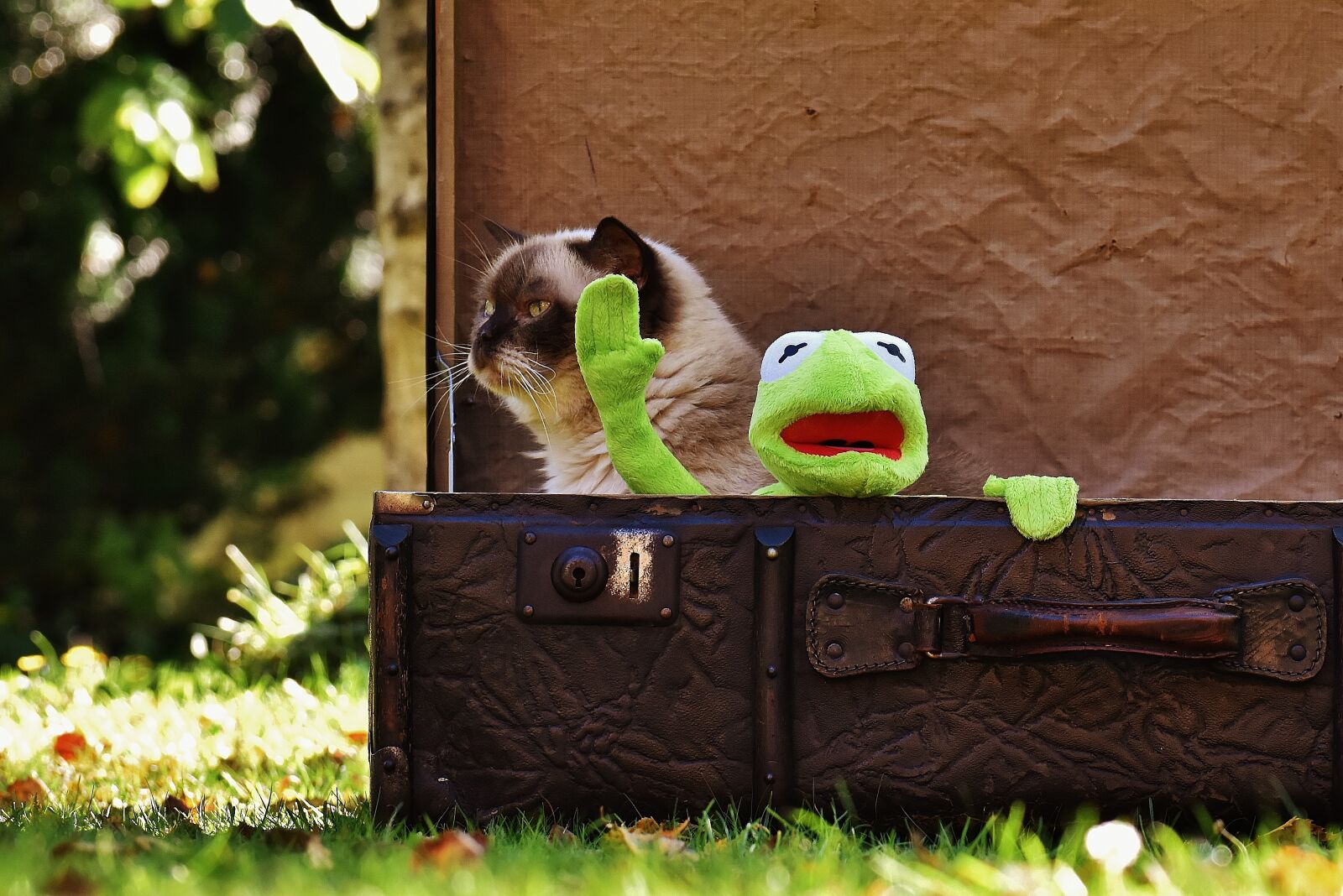 Nikon D7200 sample photo. Kermit, cat, british shorthair photography