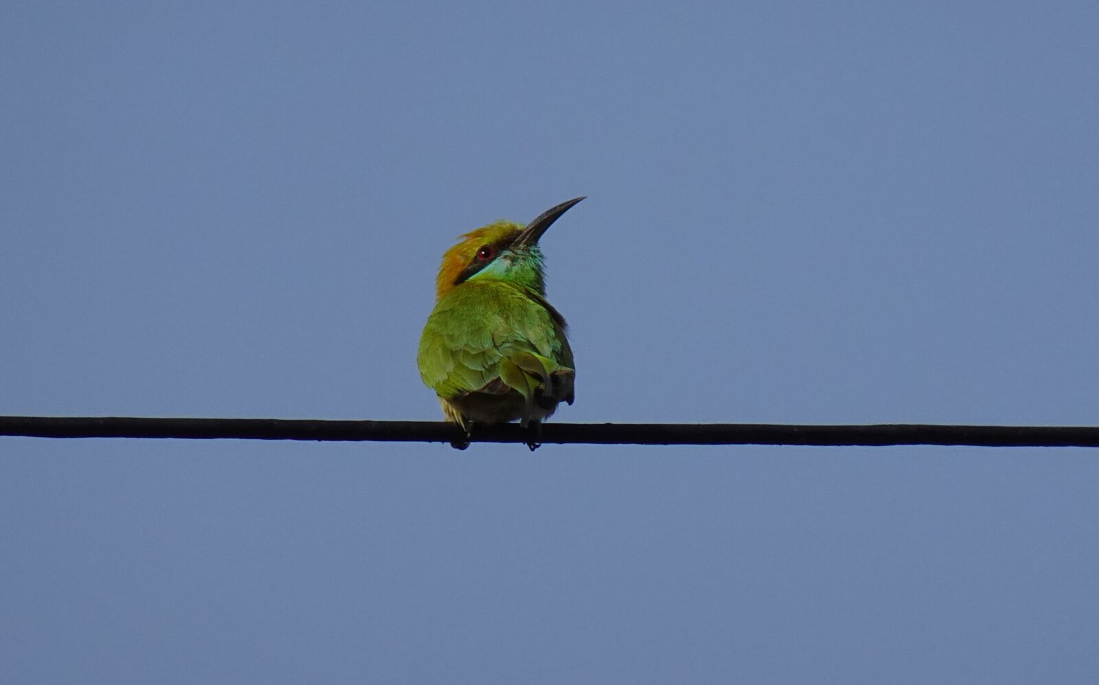 Sony DSC-WX800 sample photo. Bird, green bee-eater, merops photography