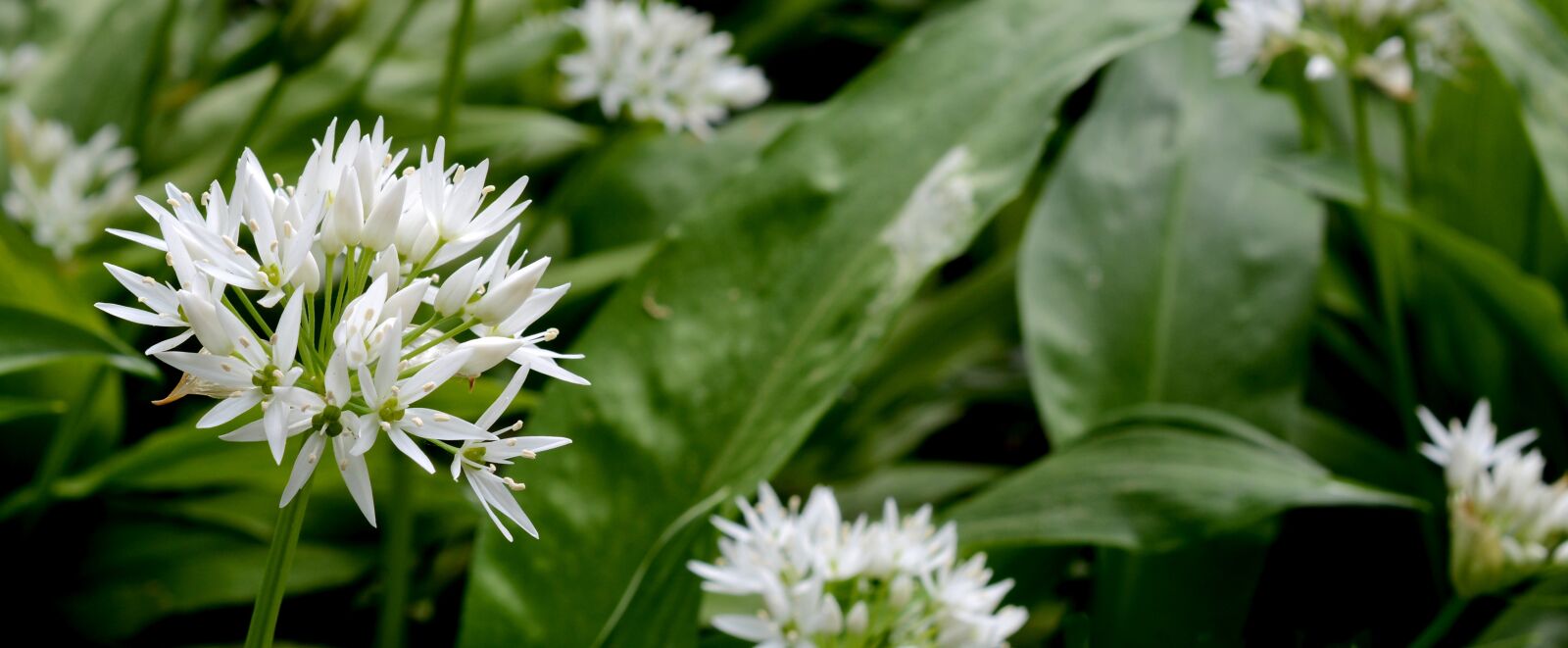 Nikon D7100 sample photo. Bear's garlic, plant, nature photography