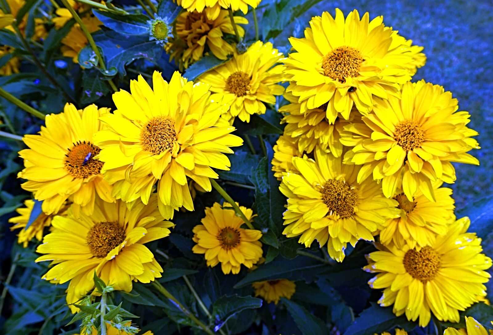 Sony Alpha a5000 (ILCE 5000) sample photo. Coneflower, flowers, blossom photography