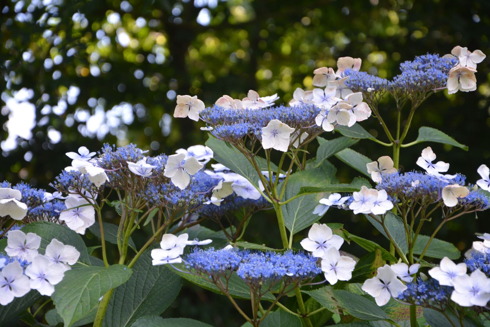 Nikon D5200 sample photo. Flowers, small flowers, flowering photography