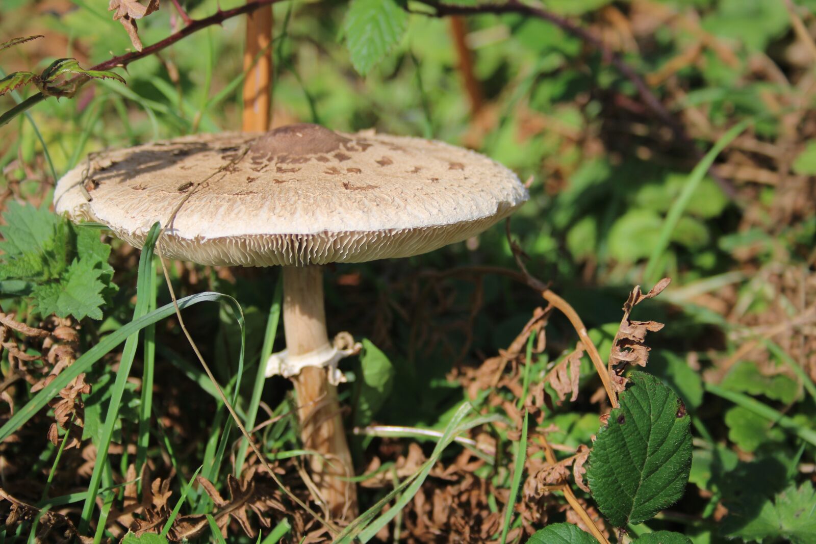 Canon EF-S 18-55mm F3.5-5.6 sample photo. Mushroom, fungi, nature photography