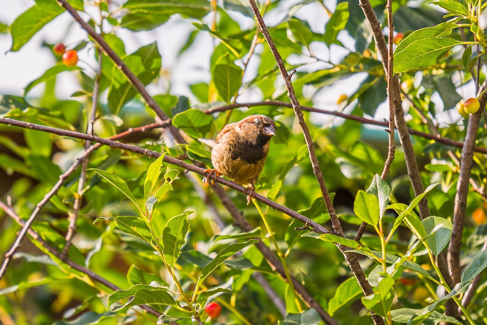 Nikon D7200 sample photo. Sparrow, birds, plumage photography
