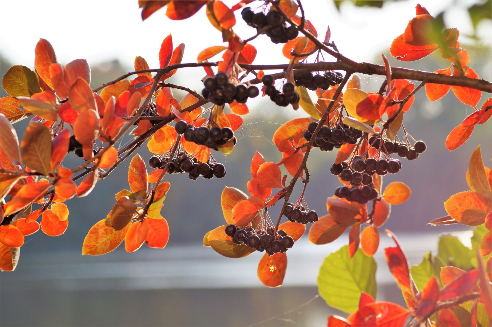 Sony SLT-A58 sample photo. Aronia, black, crane photography