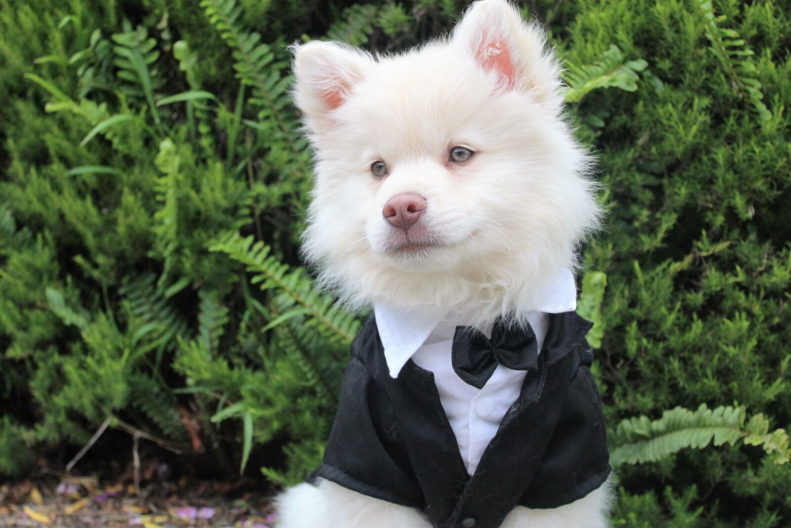 Canon EOS 1200D (EOS Rebel T5 / EOS Kiss X70 / EOS Hi) sample photo. Dog, puppy, tux photography