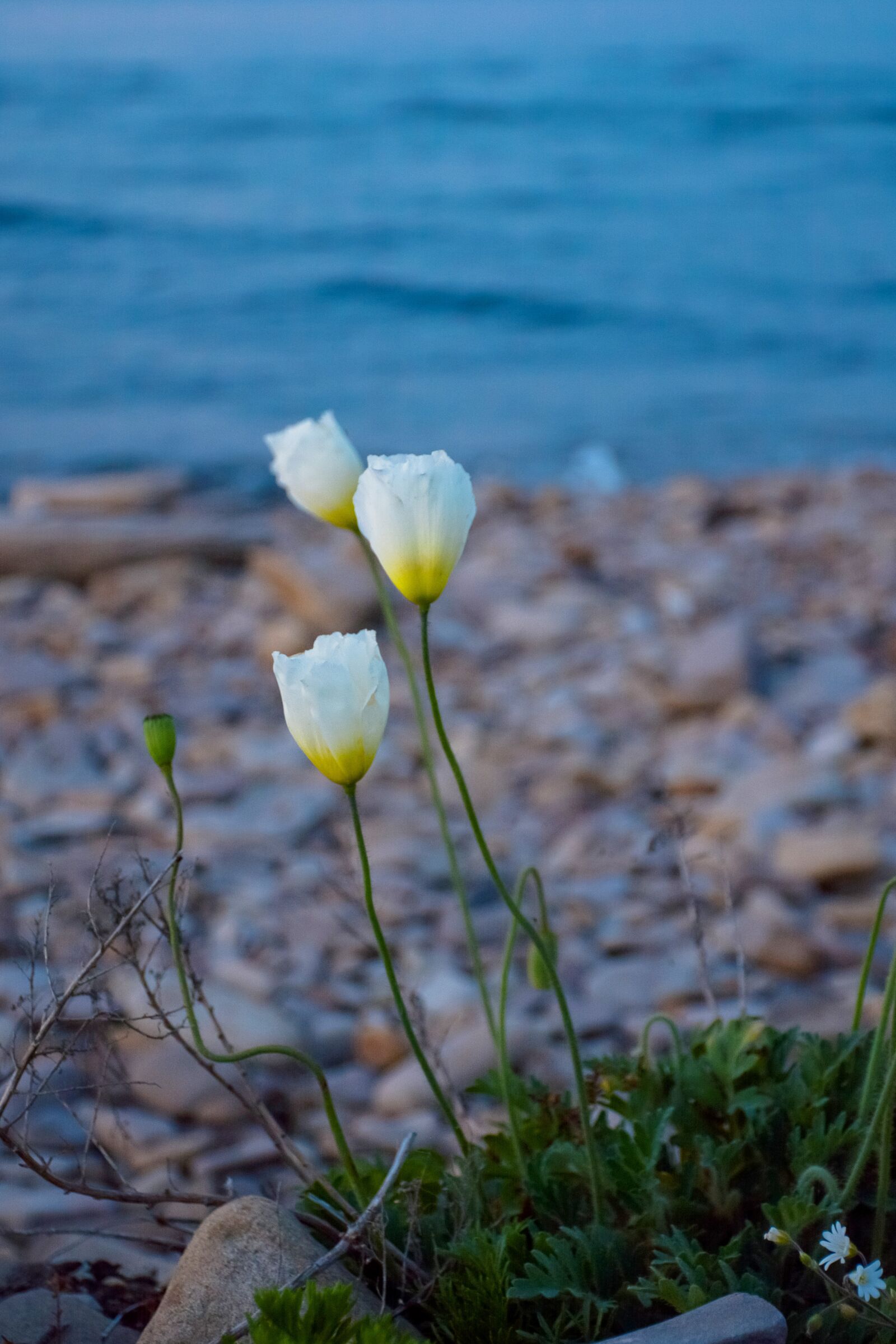 Nikon D7100 sample photo. Poppy, bloom, white photography