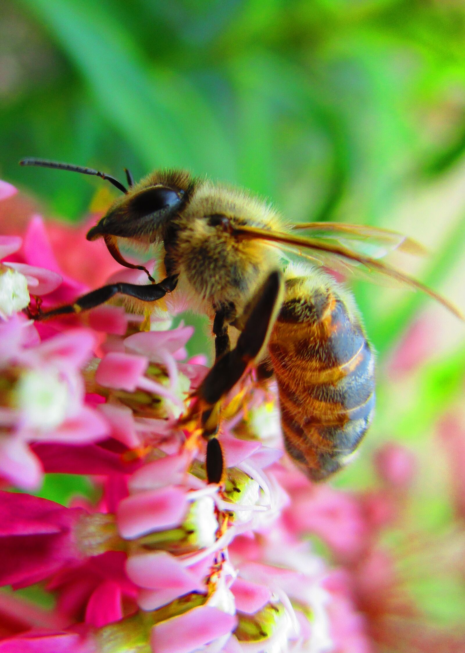 Canon PowerShot ELPH 180 (IXUS 175 / IXY 180) sample photo. Honey, bee, pollinator photography