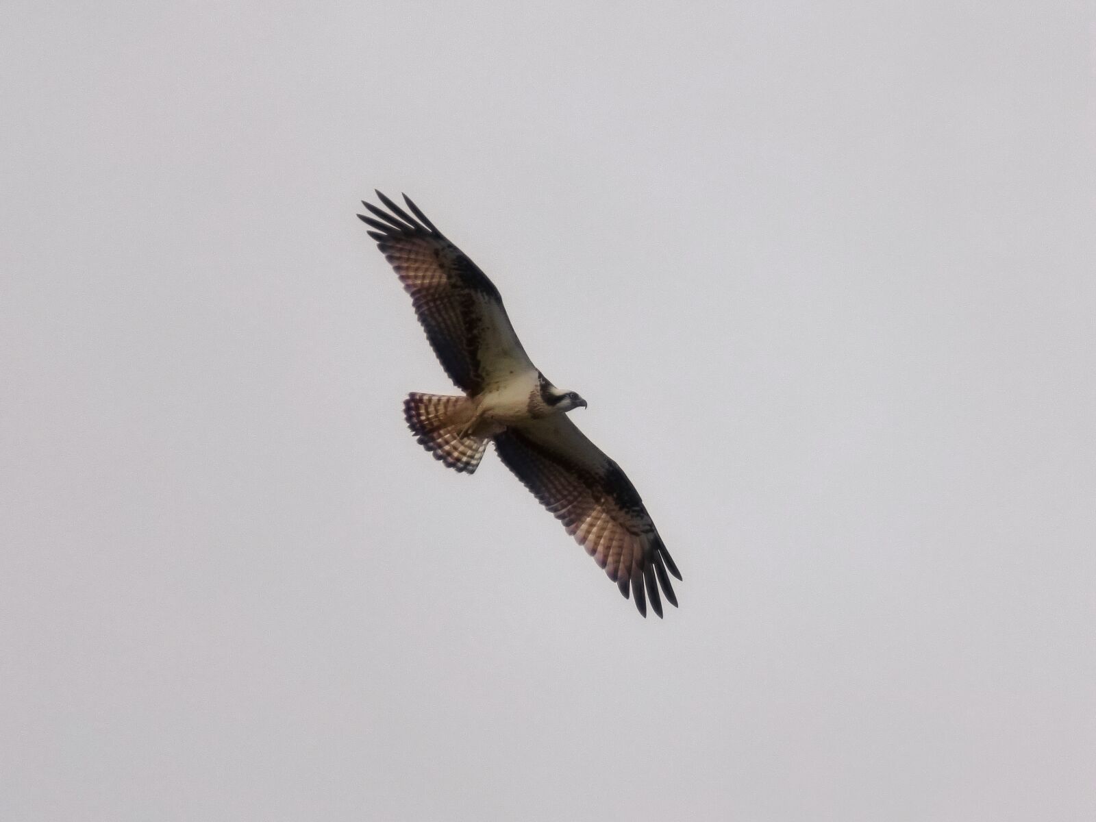 Canon PowerShot SX70 HS sample photo. Animal, sky, bird photography