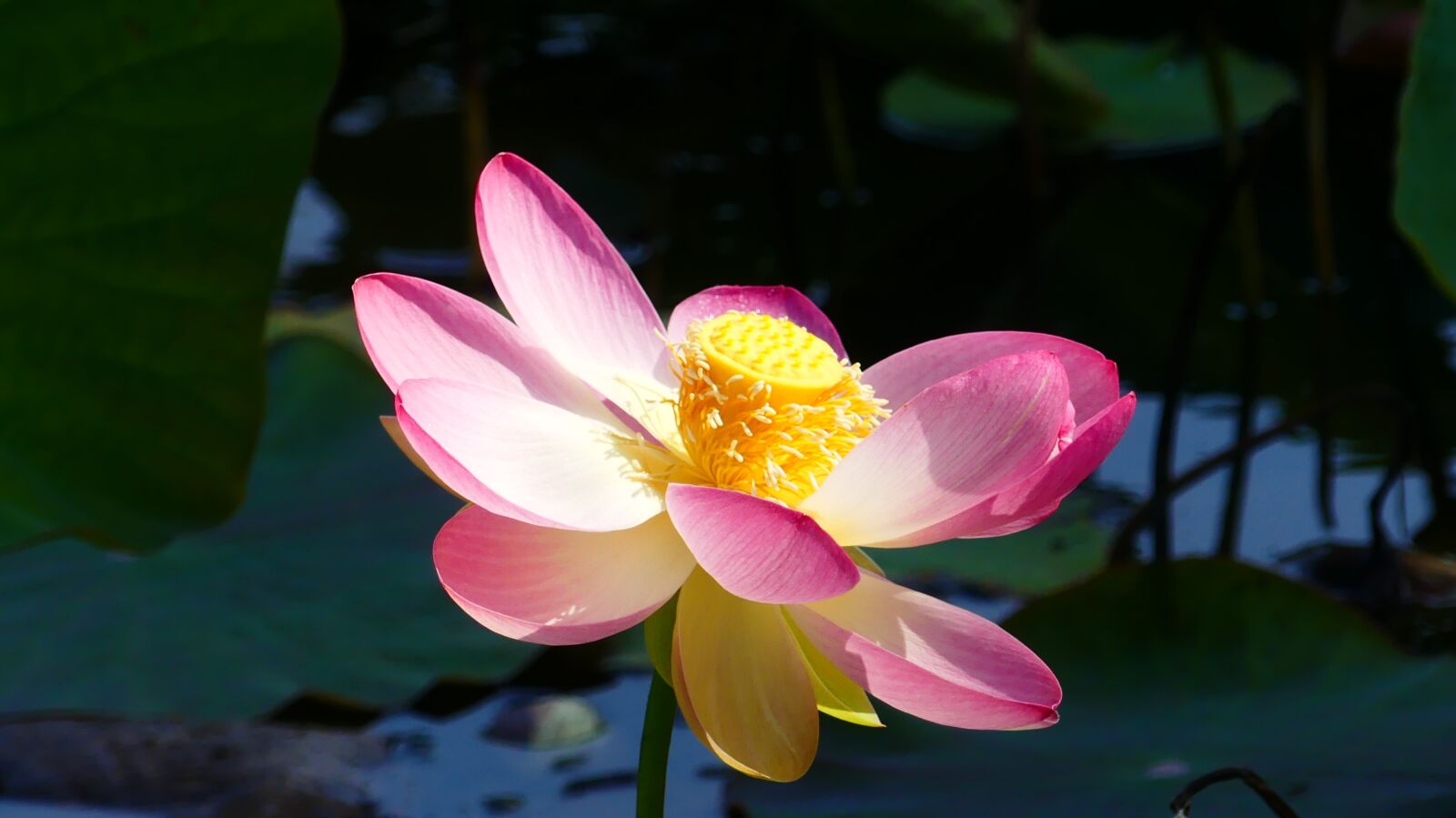 Panasonic Lumix DMC-FZ300 sample photo. Lotus, plant, aquatic plants photography