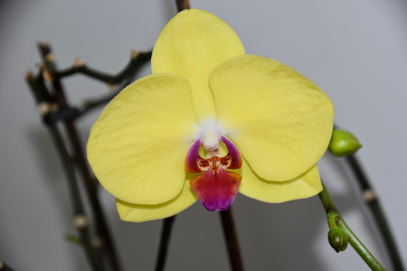 Nikon D5600 sample photo. Flower, flower orchid, yellow photography