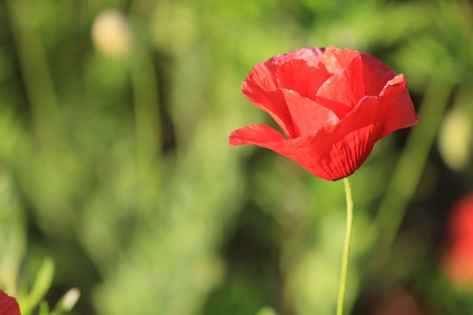 Canon EOS 550D (EOS Rebel T2i / EOS Kiss X4) sample photo. Nature, flower, flora photography
