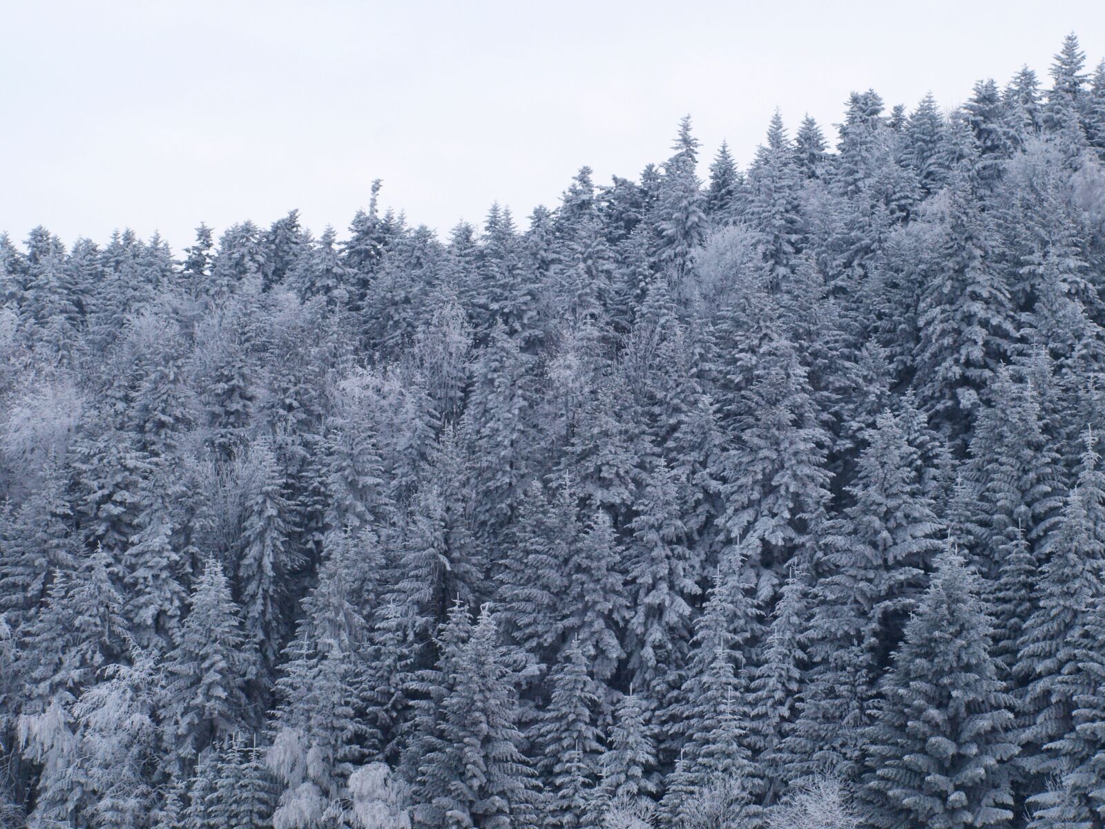 Olympus E-510 (EVOLT E-510) sample photo. Hard rime, mountains, snow photography