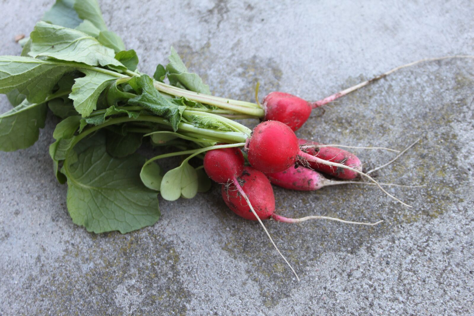 Canon EOS 500D (EOS Rebel T1i / EOS Kiss X3) sample photo. Radish, a vegetable, food photography
