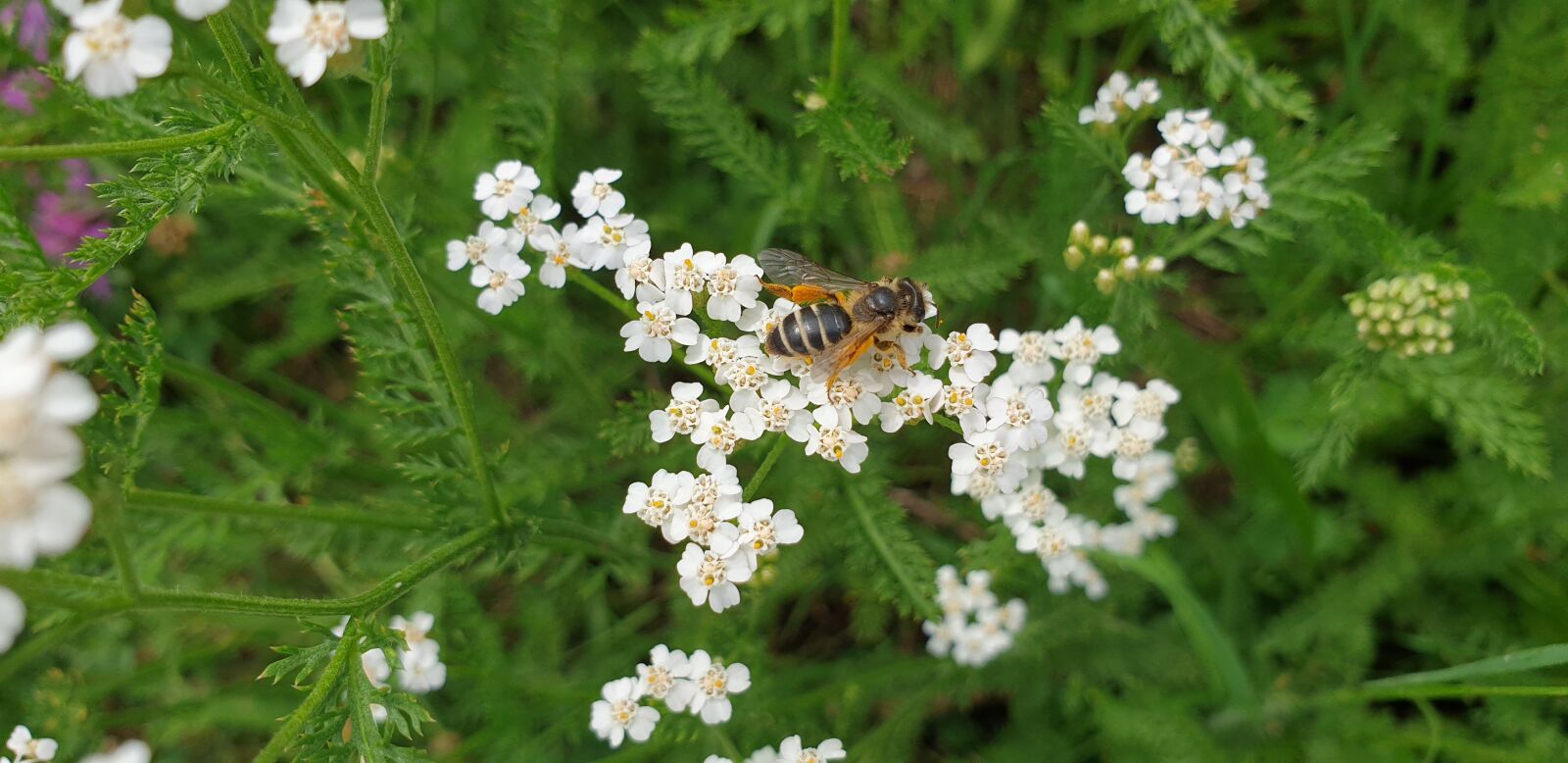 Samsung Galaxy S9 sample photo. Bee, common sand bee photography
