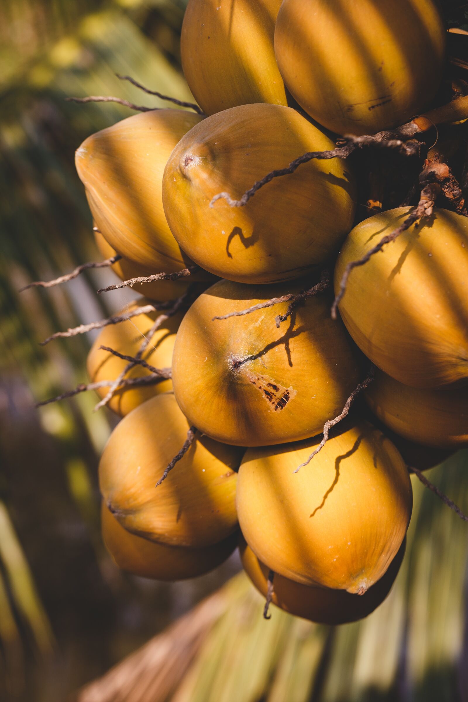 Canon EF 100mm F2.8L Macro IS USM sample photo. Coconut, fruit, brown photography