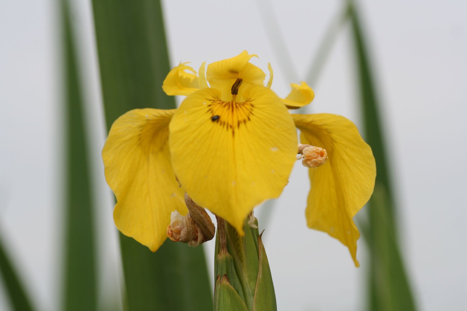 Canon EOS 350D (EOS Digital Rebel XT / EOS Kiss Digital N) sample photo. Iris, water, flower photography