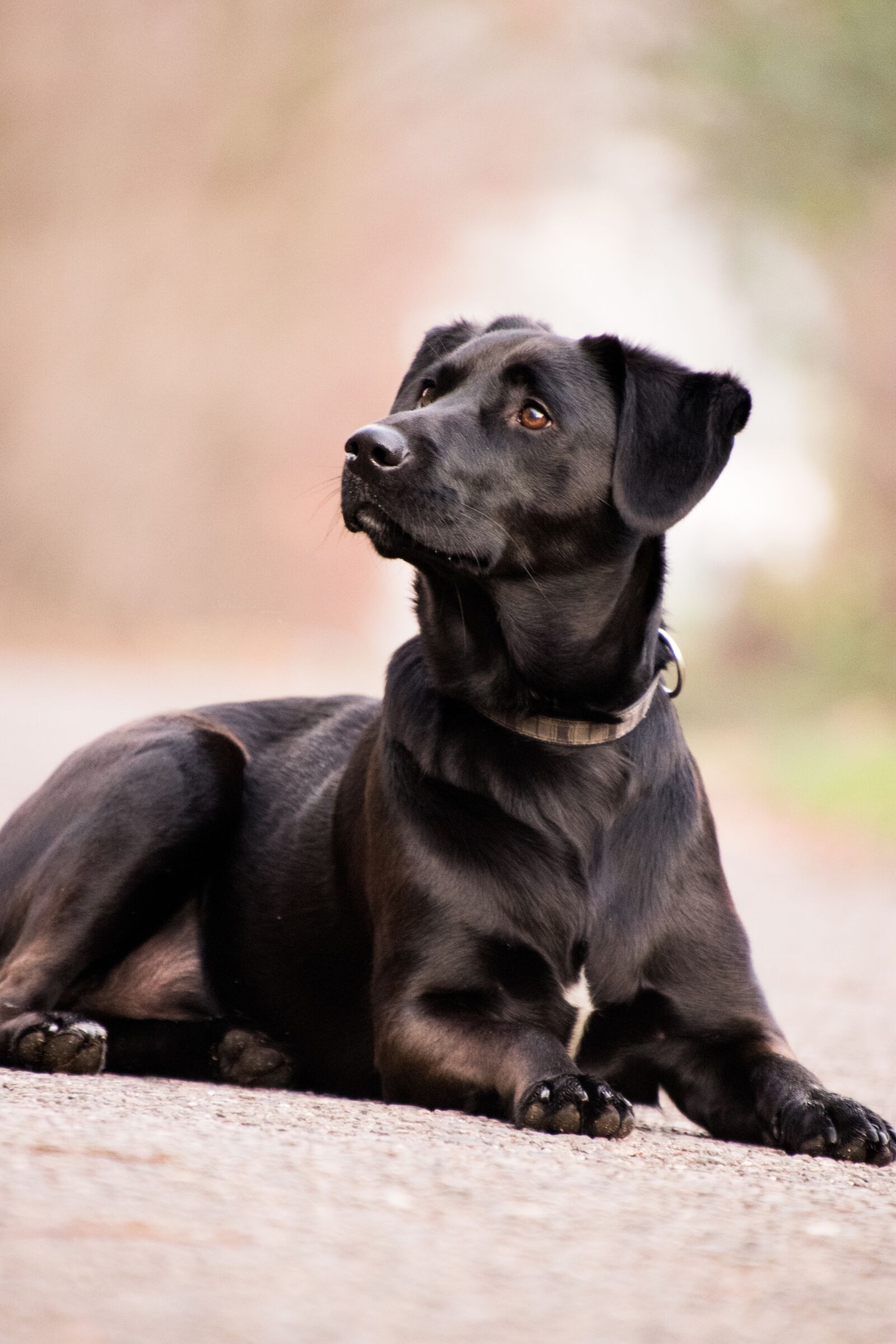 Nikon D3300 sample photo. Dog, mammal, animal photography