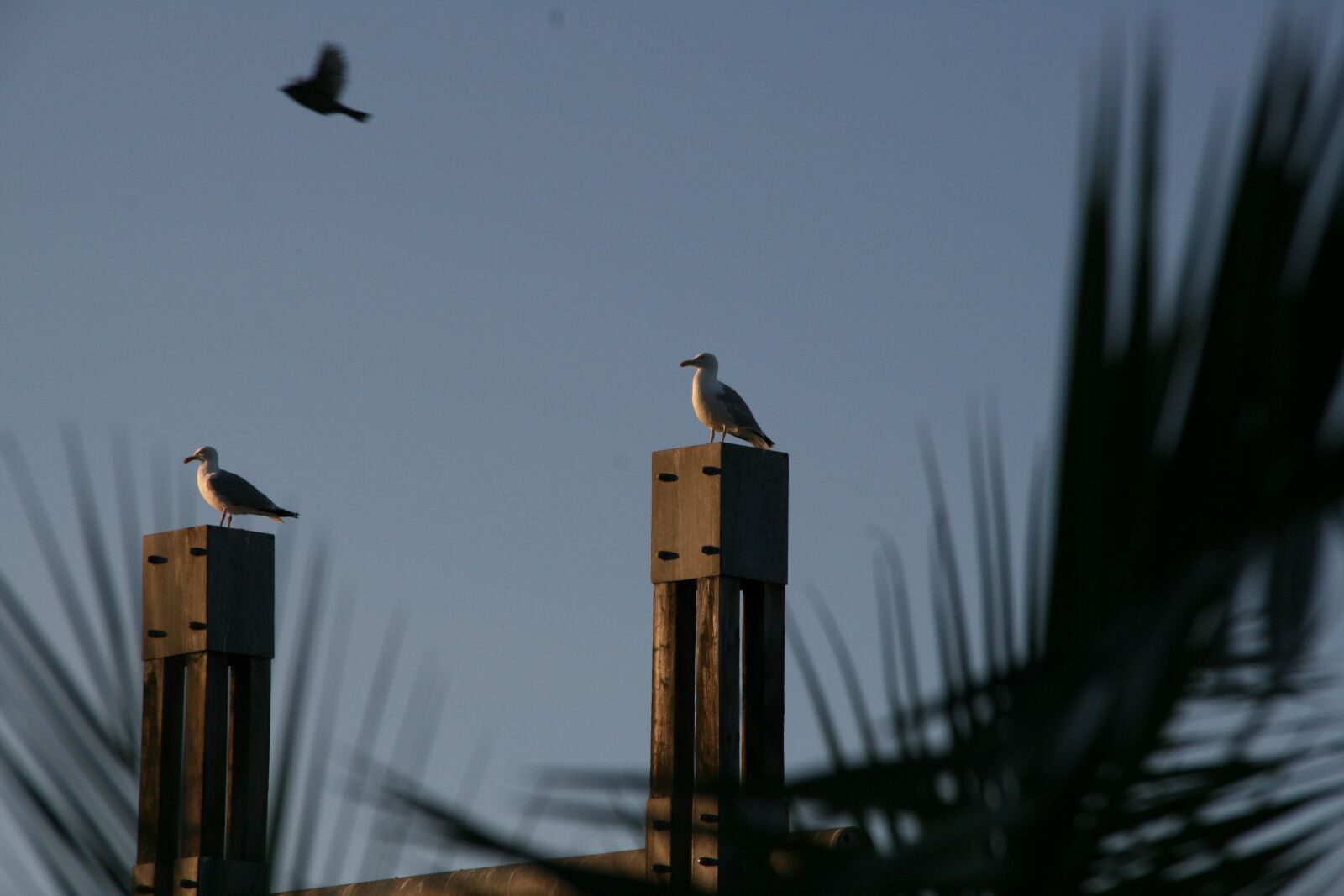 Canon EOS 400D (EOS Digital Rebel XTi / EOS Kiss Digital X) sample photo. Gulls, sea, vacations photography