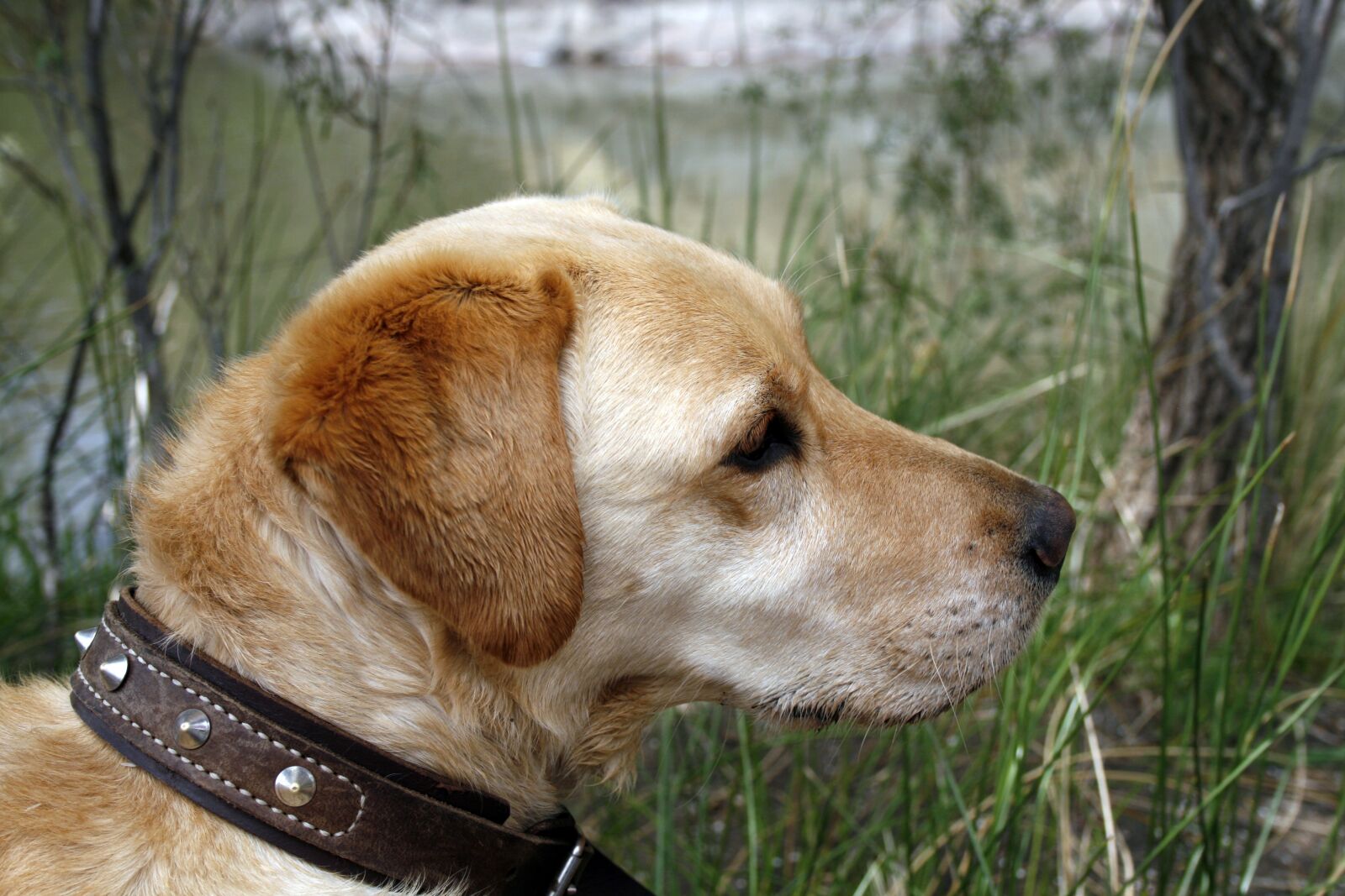 Canon EOS 400D (EOS Digital Rebel XTi / EOS Kiss Digital X) sample photo. Labrador, dog, pet photography