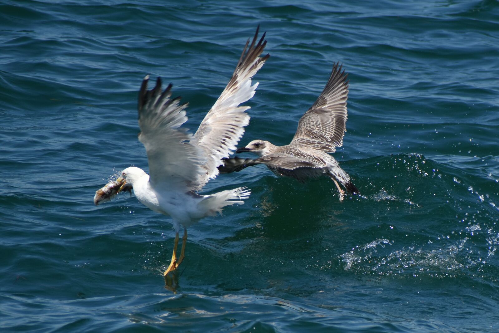 Nikon D3500 sample photo. Seagulls, birds, wings photography