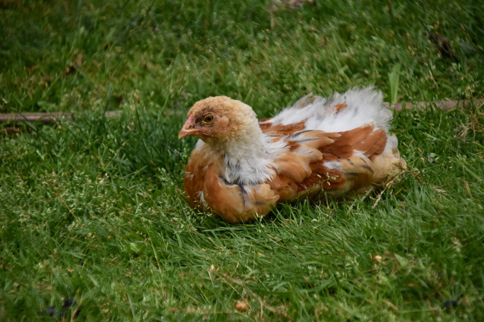 Nikon D5600 sample photo. Hen, chick, animal photography