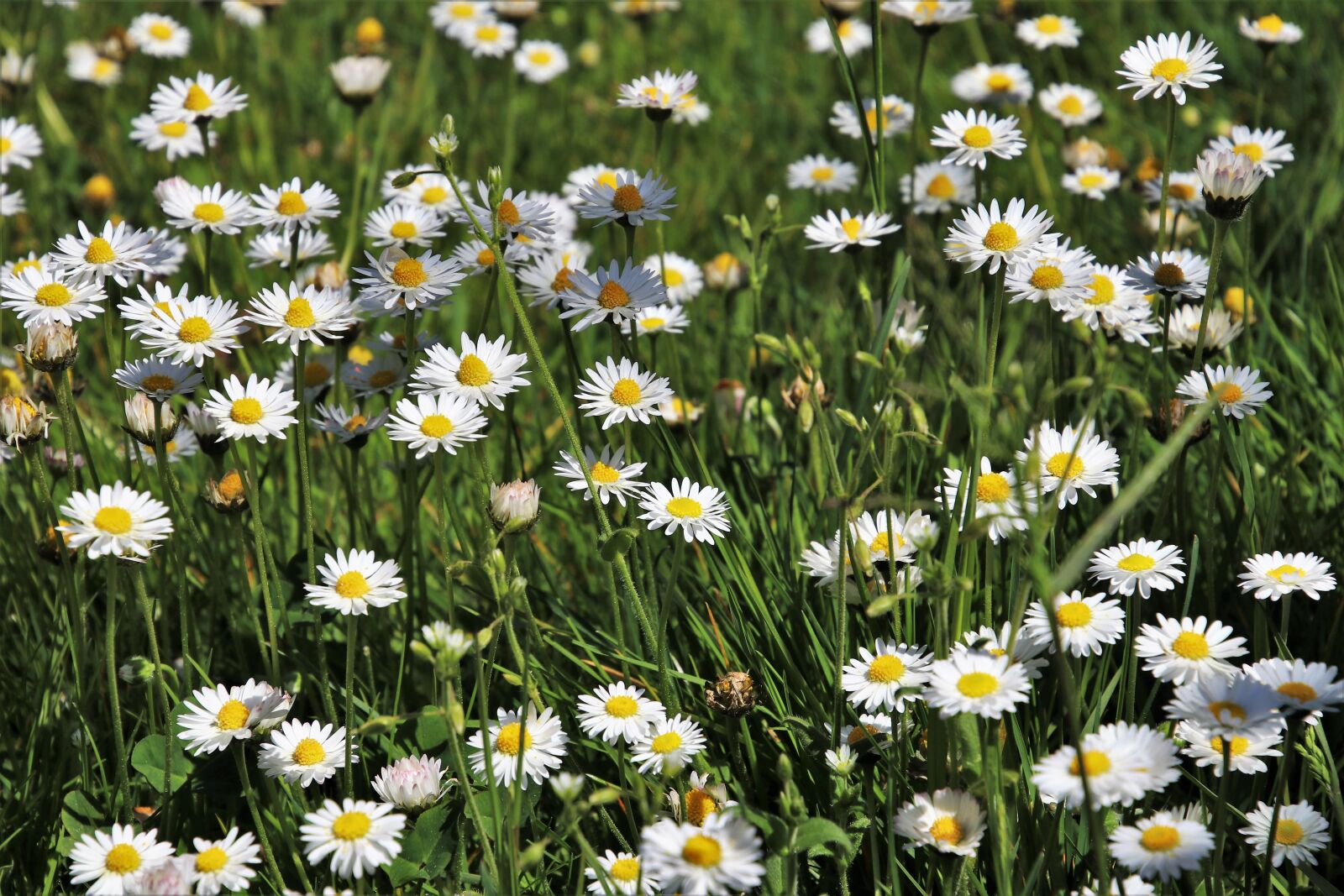 Canon EOS 80D sample photo. Daisies, grass, flower photography
